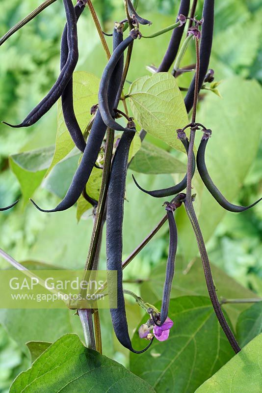 Phaseolus vulgaris 'Purple Teepee' - Dwarf French Bean 'Purple Teepee'