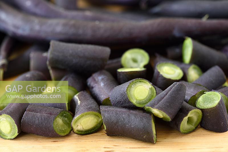 Phaseolus vulgaris 'Purple Teepee' - Dwarf French Bean 'Purple Teepee'