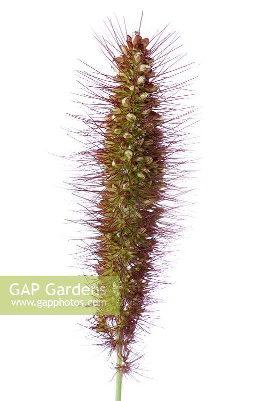 Setaria italica 'Lowlander' - foxtail millet or foxtail bristle grass, seed head against a white background