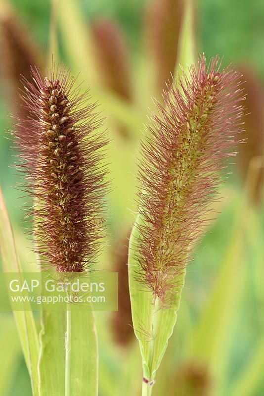 Setaria italica 'Lowlander' - foxtail millet or foxtail bristle grass  Jul