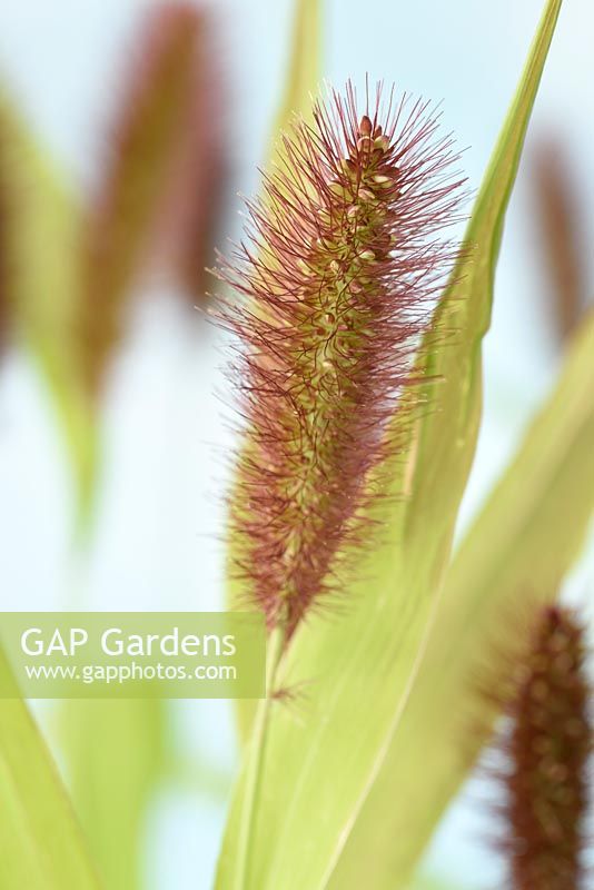 Setaria italica 'Lowlander' - foxtail millet or foxtail bristle grass  