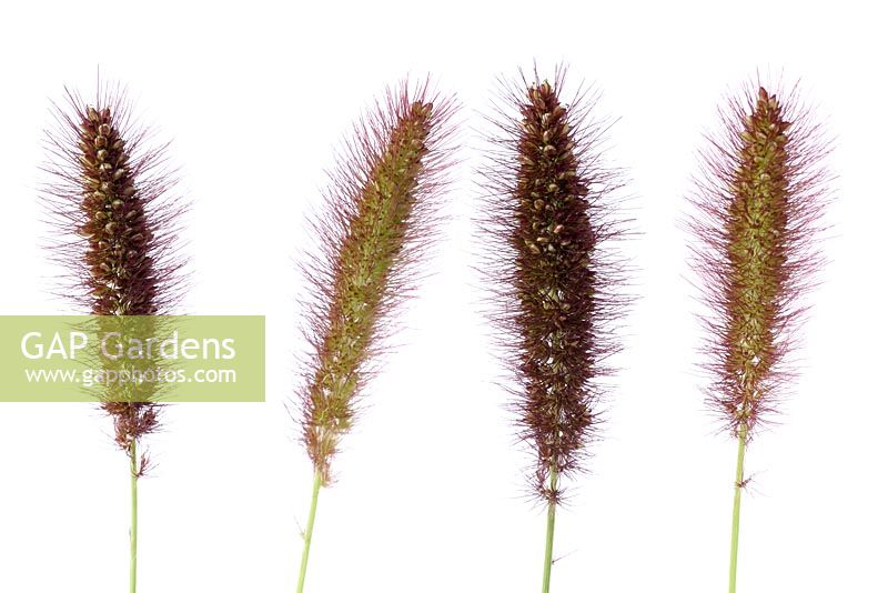 Setaria italica 'Lowlander' - Foxtail Millet Grass 