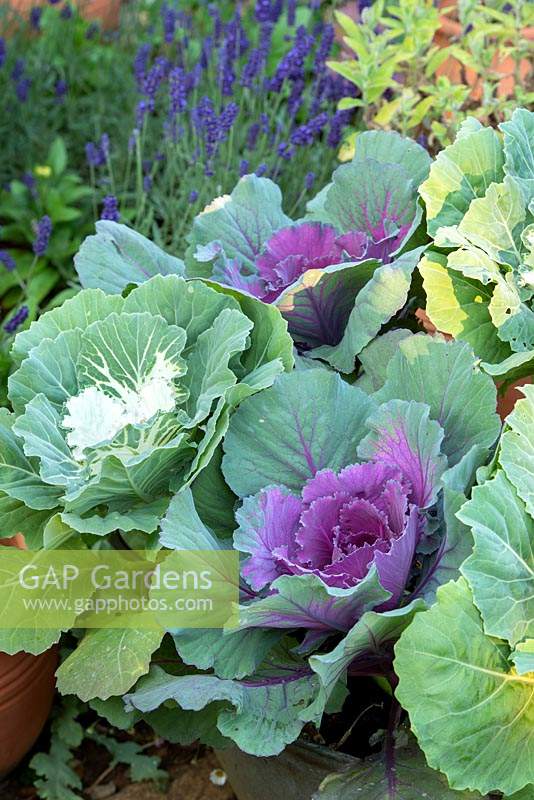 Brassica oleracea - Cabbage Northern Lights F1 Hybrid - Ornamental cabbage growing in an English garden. 