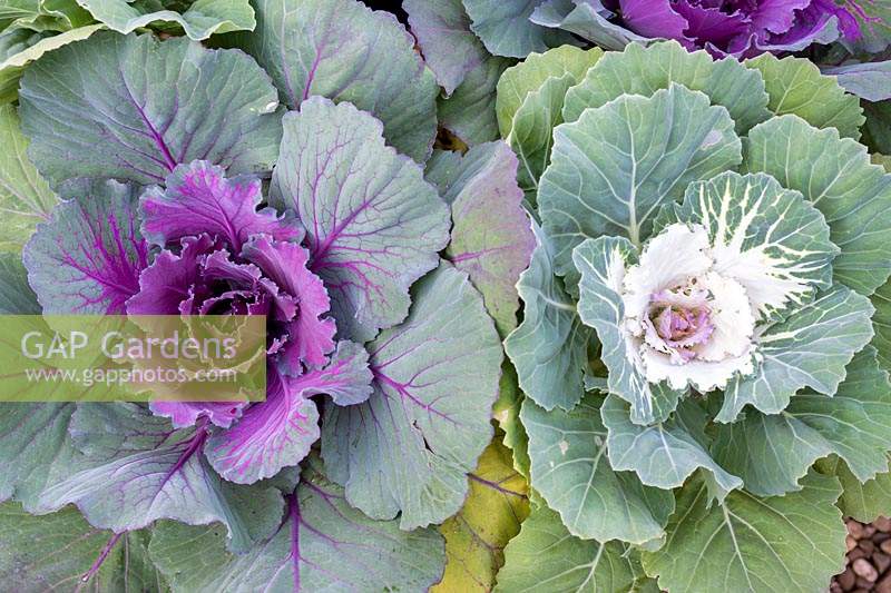 Brassica oleracea - Cabbage Northern Lights F1 Hybrid - Ornamental cabbage growing in an English garden. 