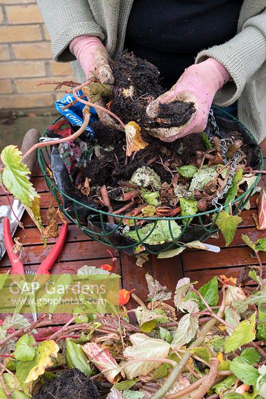 Gardener emptying a hanging basket and saving begonia corms.  