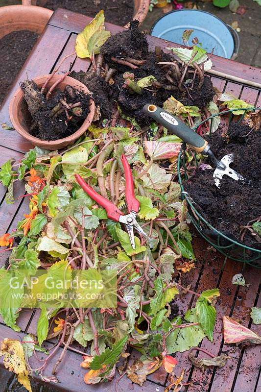 Collecting and saving begonia corms from a hanging basket in autumn on a garden table.  