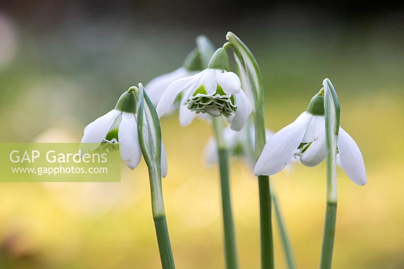 Galanthus 'Hill Poe' - Hybrid double Snowdrop 
