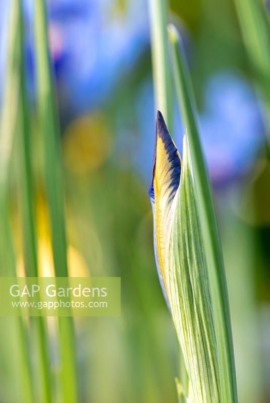 Iris reticulata 'Gordon' - Iris 'Gordon' 