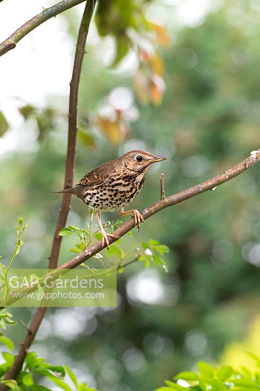 Turdus philomelos - song thrush perching on on a rose stem 
