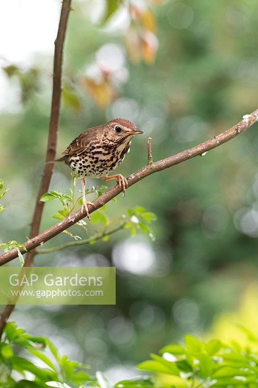Turdus philomelos - song thrush - perching on on a rose stem
