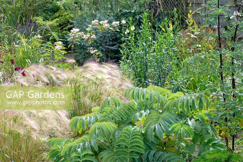 Melianthus major in a border with Hordeum jubatum - Foxtail Barley - and Thalictrum. 
