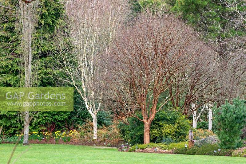 Acer griseum and Betula in the Winter Garden at RHS Rosemoor, Devon, UK. 