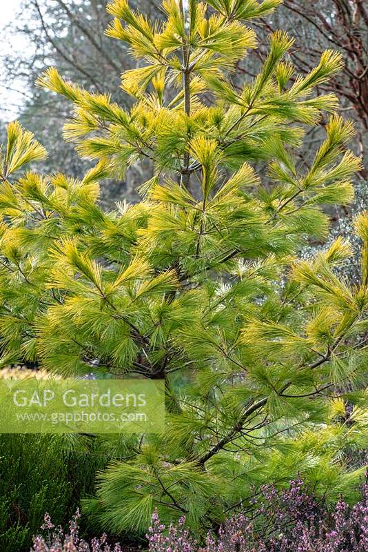 Pinus strobus 'Louie' - Weymouth Pine