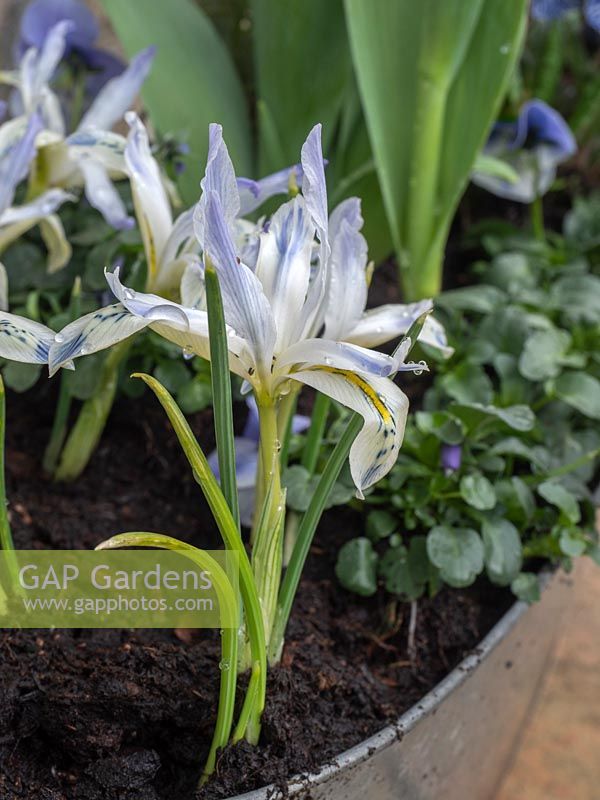 Iris 'Katharine Hodgkin' in early spring container. 