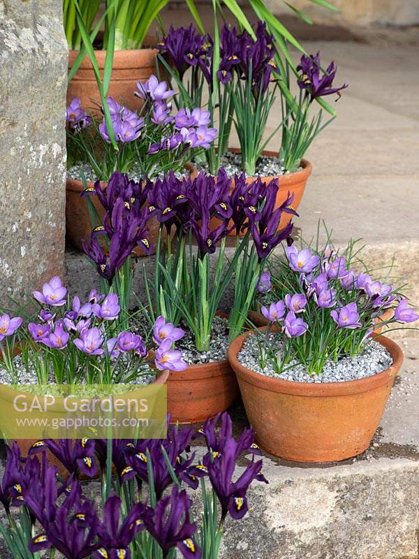 Individually planted spring terracotta pots with Crocus and Iris reticulata. 