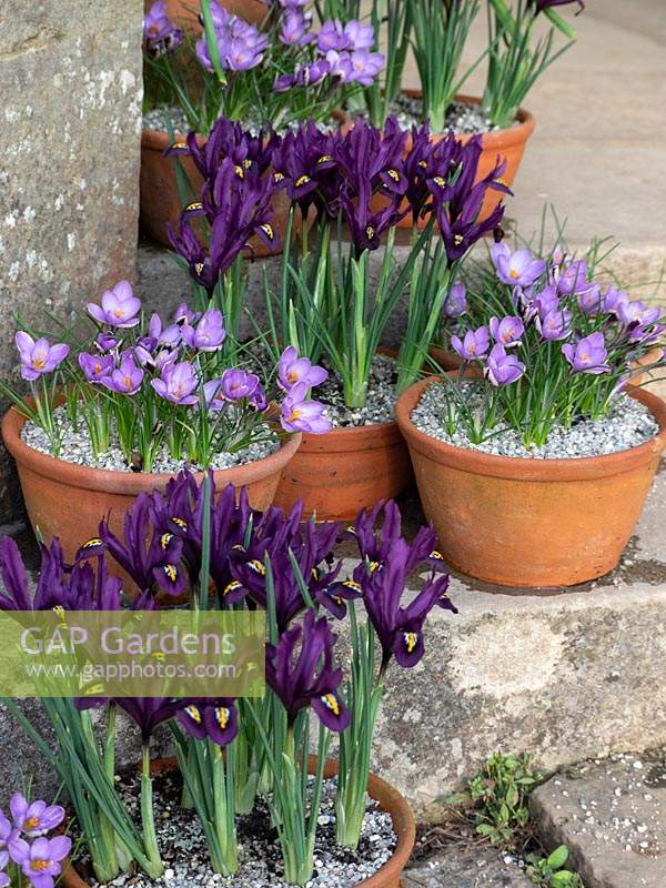 Individually planted spring terracotta pots with Crocus and Iris reticulata.
