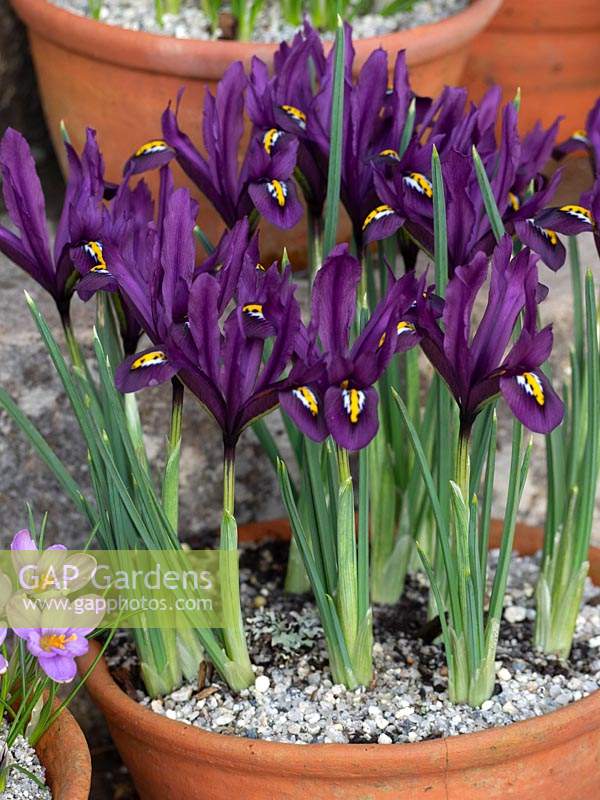 Iris reticulata in terracotta pot. 