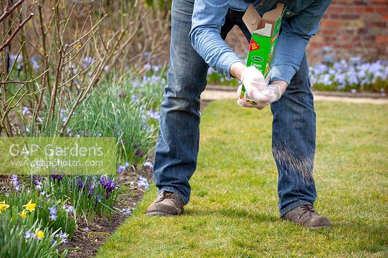 Man feeding a lawn with granular lawn feed fertiliser in spring.
