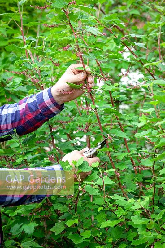 Man cutting back Ribes - Flowering currant after it has finished flowering. 