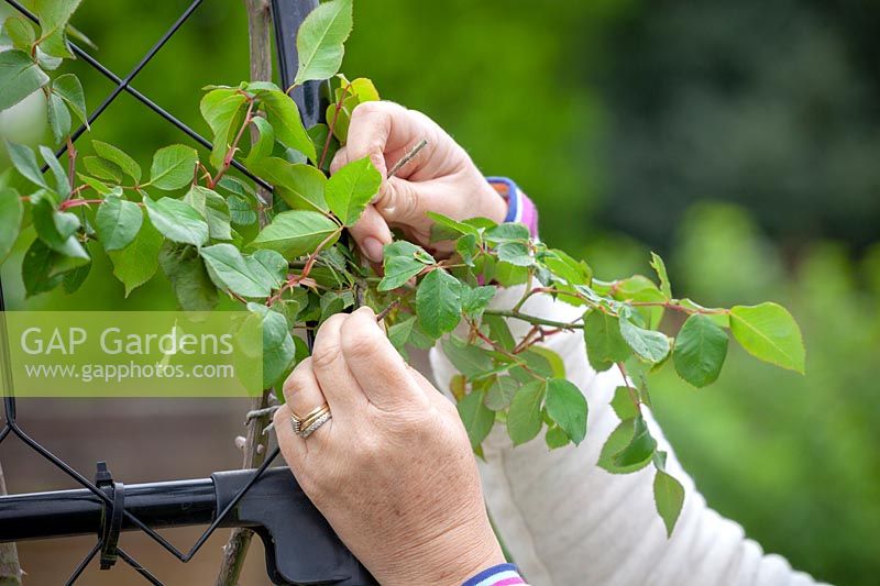 Woman tying in new growth of climbing roses in spring.