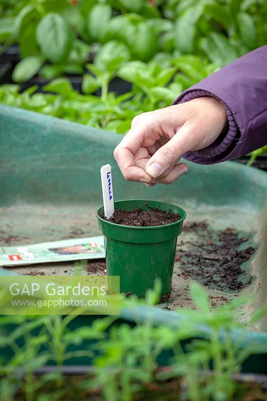 Woman sowing lettuce seeds in a pot in the greenhouse. 