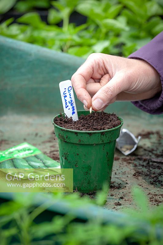 Woman sowing courgette seeds in a pot in the greenhouse.