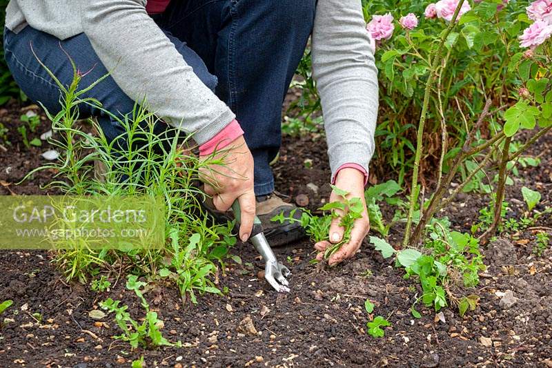 Person weeding a border with a hand fork. 