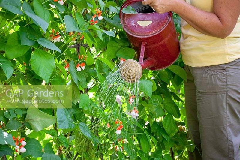 Watering Phaseolus coccineus - runner bean - flowers to help them set
