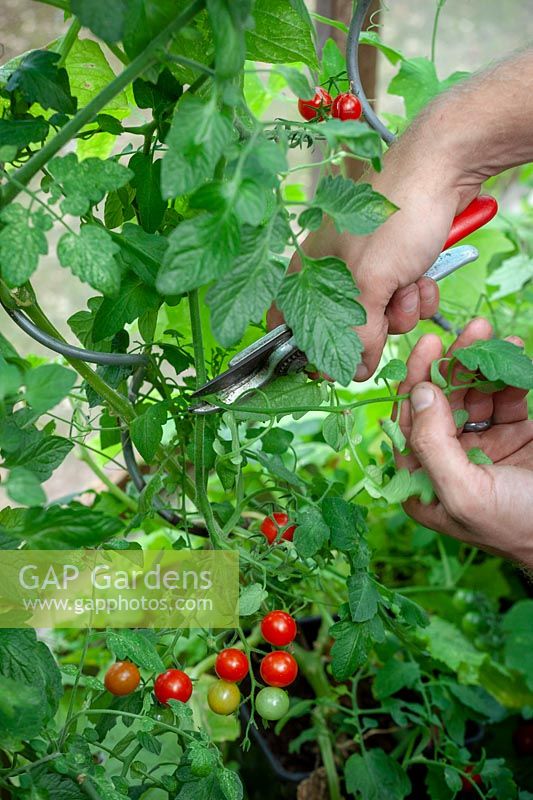 Removing leaves on tomato plants to allow more sunlight in and 
encourage ripening