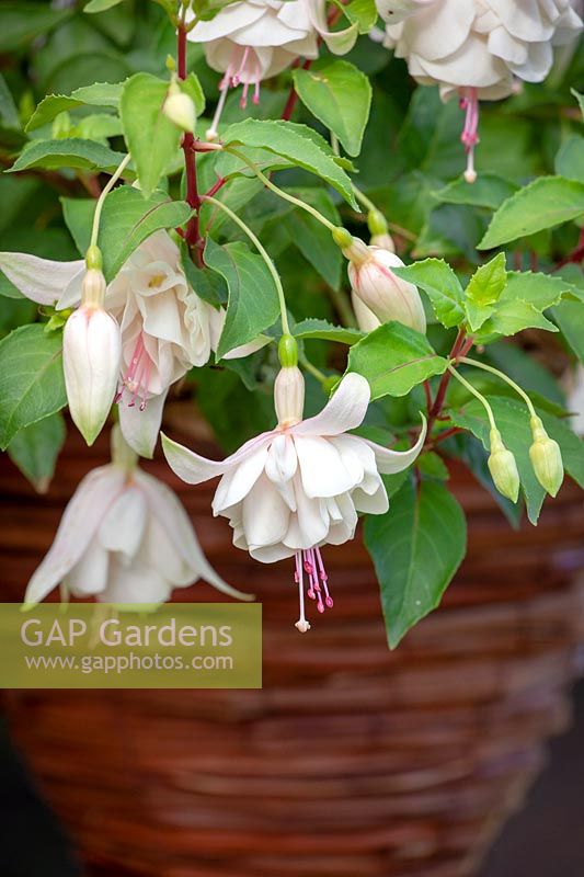 Fuchsia 'Annabelle' in a hanging basket
