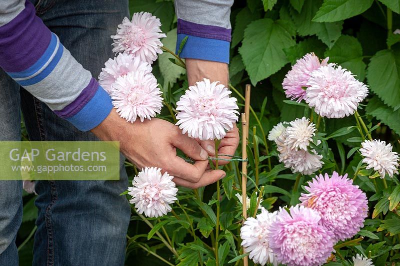 Supporting stems of Symphyotrichum - asters -  using garden twine and canes