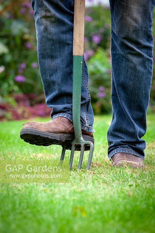 Lawncare, using a long-handled border fork to aerate compacted lawn