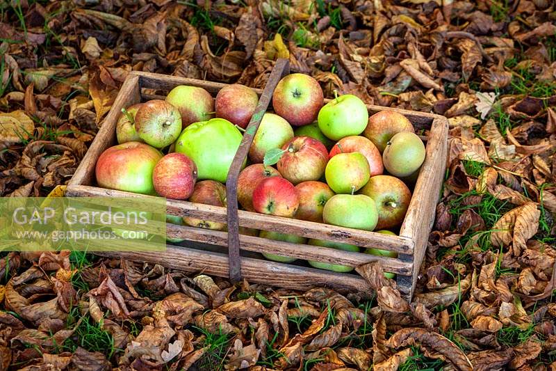 Wooden basket filled with harvested apples ready to store