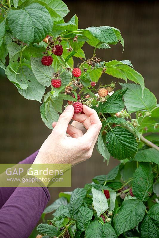 Harvesting soft fruit -  raspberries