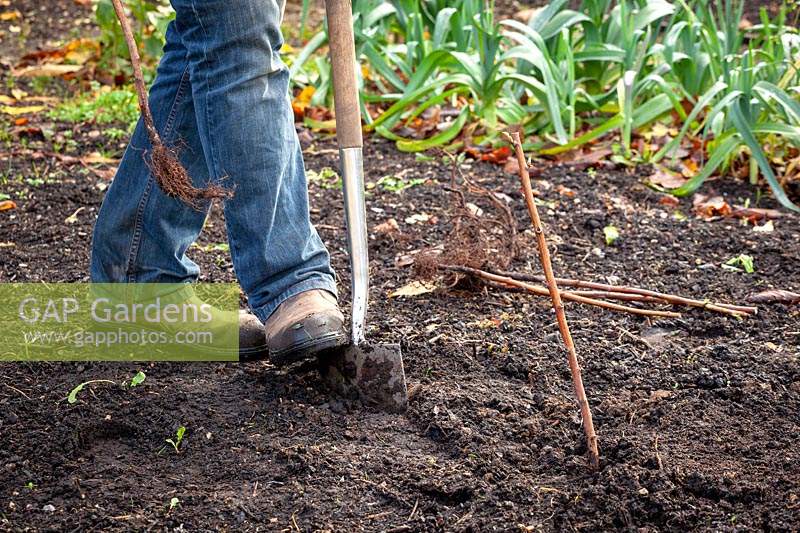 Planting bare rooted raspberry canes