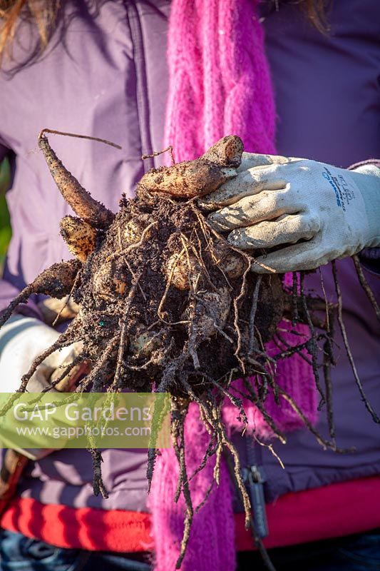 Lifting dahlia tubers after the first frost ready for storing inside until next year
