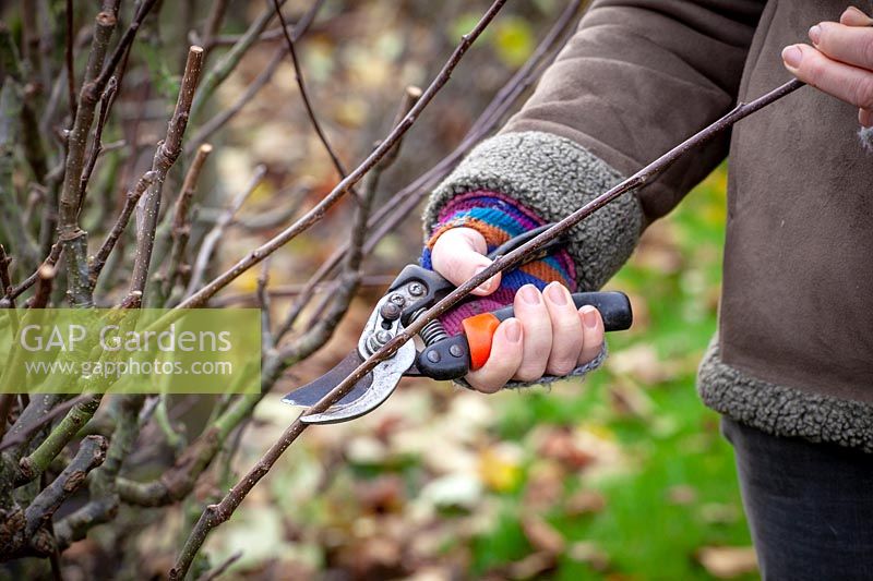 Pruning apple cordons in dormant season, cutting back by a third to just above a bud