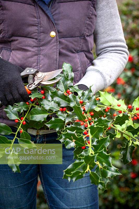 Cutting stems of Ilex - holly - with berries for decorating the house 