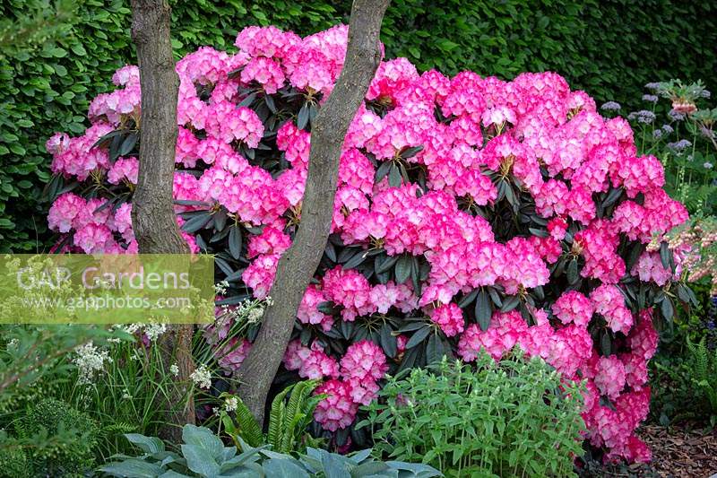 Rhododendron 'Fantastica'. The Morgan Stanley Garden for the NSPCC, 
RHS Chelsea Flower Show 2018