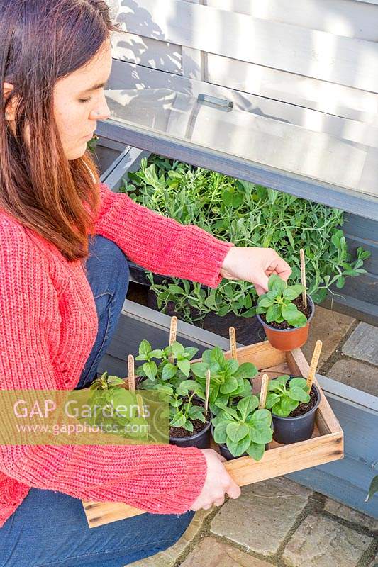 Woman placing potted summer bedding plugs in cold frame for protection against frost