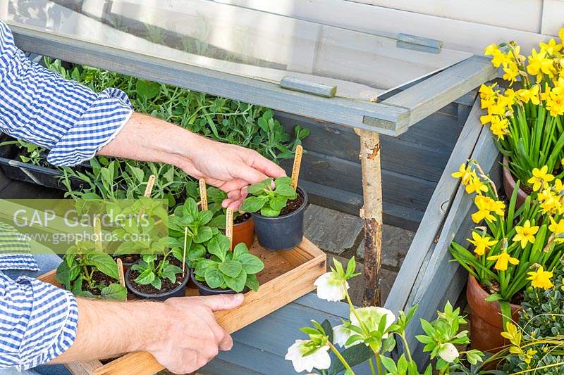 Person placing potted summer bedding plugs in cold frame for protection against frost