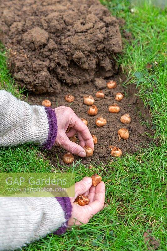 Person planting Crocus bulbs under cut back section of turf
