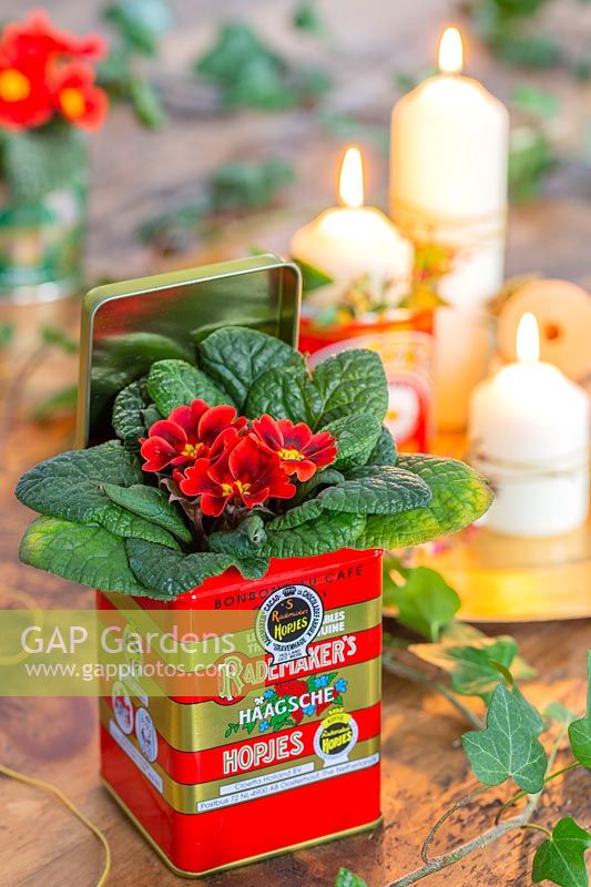 Red flowering Primula displayed in recycled coffee tin.