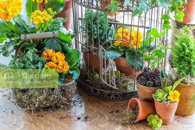 Large metal birdcage with terracotta pots of flowering Primulas and conifers