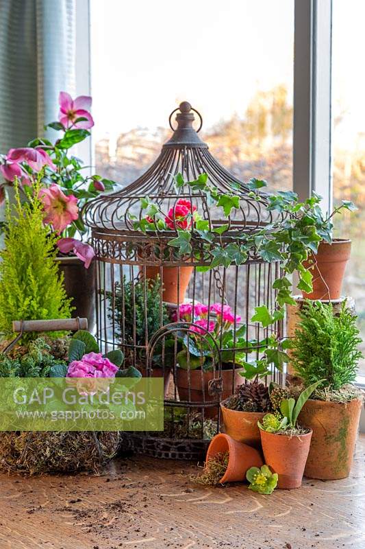 Large metal birdcage with terracotta pots of flowering Primulas, Helleborus and conifers.