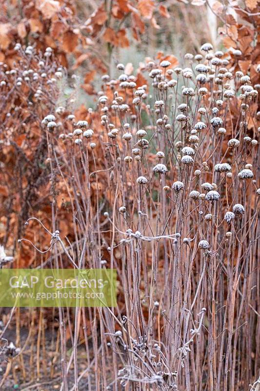 Monarda seed heads in frost
