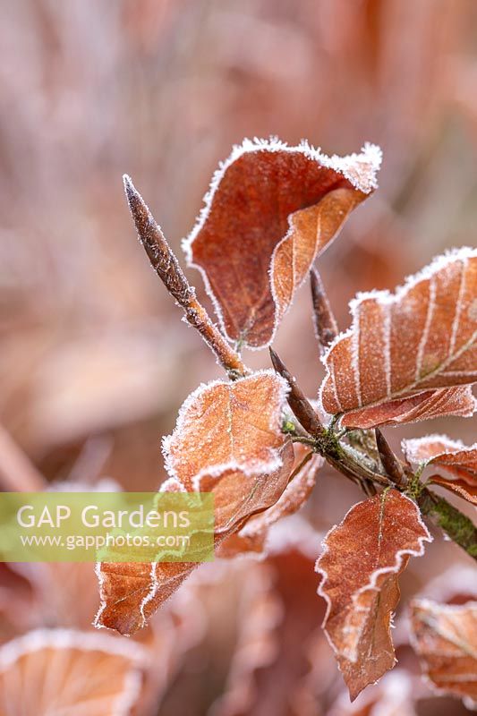 Fagus sylvatica - Beech - in frost.