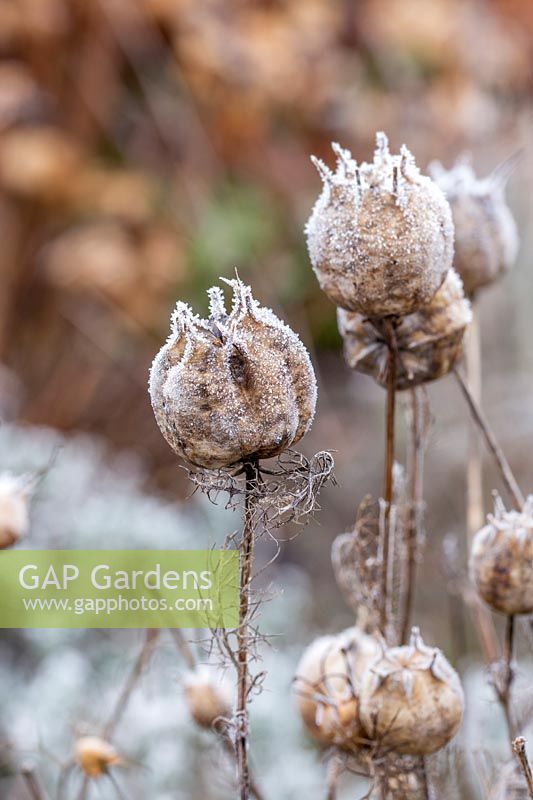 Nigella - Love-in-the-Mist - seed pods in frost.
