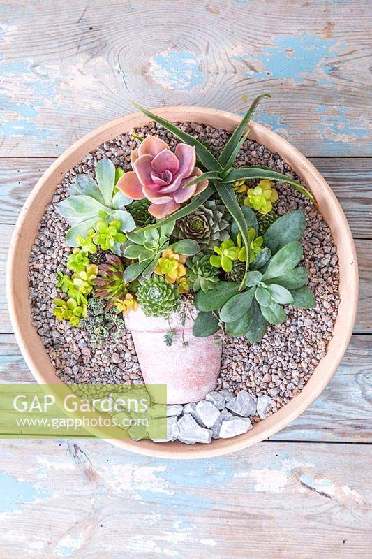 Mixed succulents in a pot planted in a shallow container - painting a picture with plants