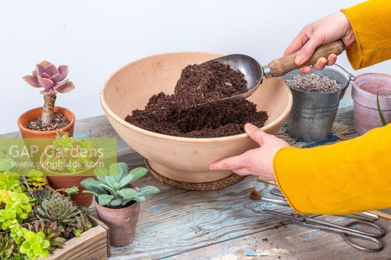 Woman adding succulent compost on container with a scoop
